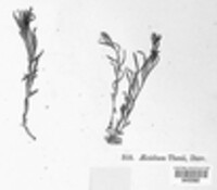 Puccinia thesii image